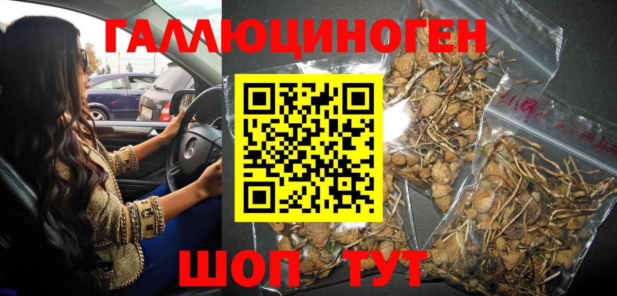 Галлюциногенные грибы Psilocybine cubensis Дубна